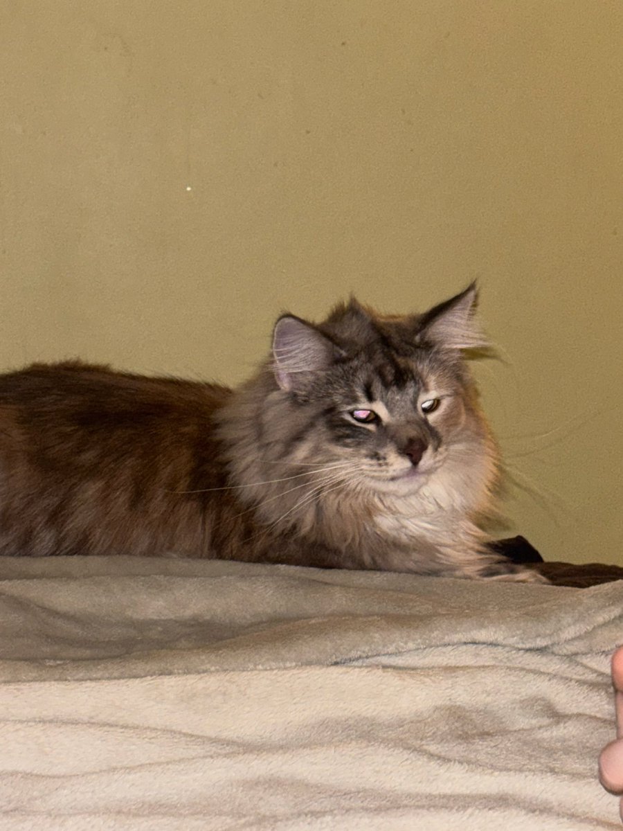 Brutus | Mewgen tweet media