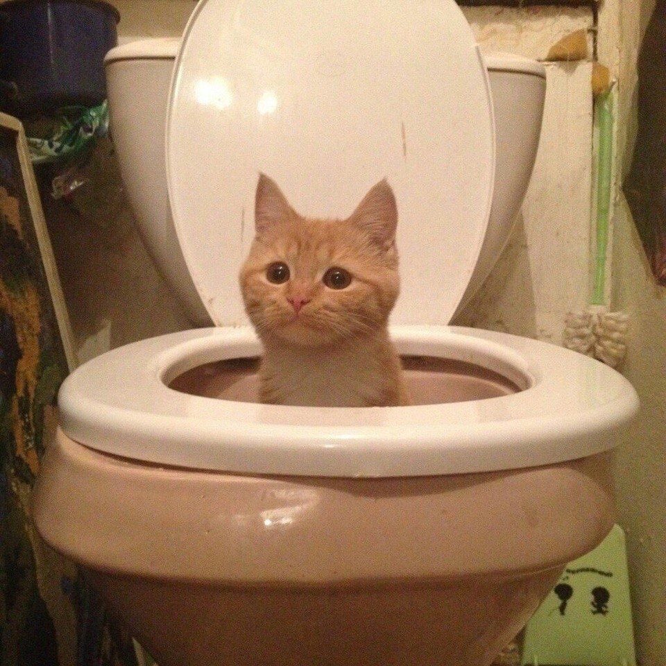 Alter Gen Z tweet media