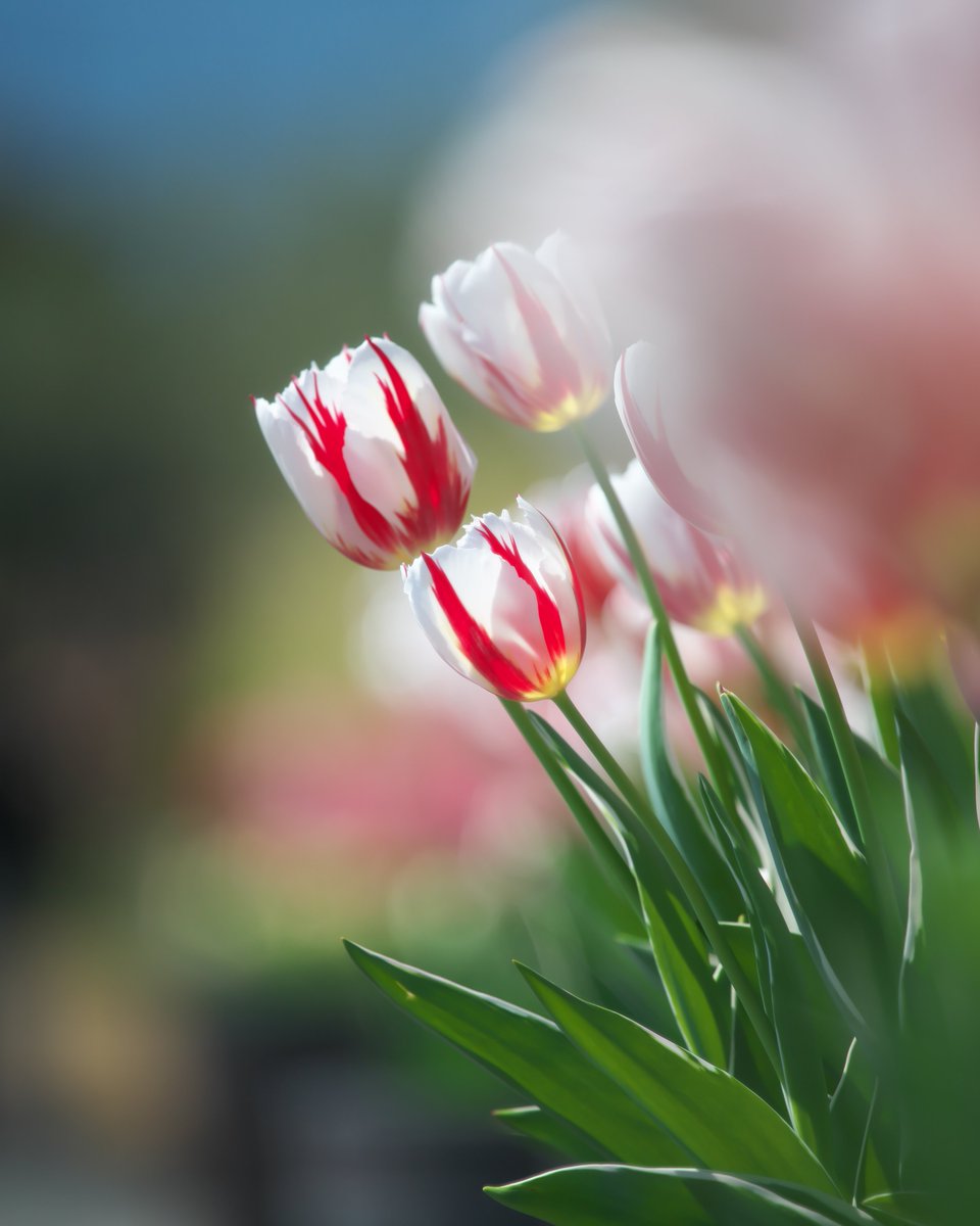 KazemiNatou5xq's tweet image. 赤と白の配色がとてもキレイな
チューリップでした🌷 (୨୧•ᴗ•)◞♡

 #TLを花でいっぱいにしよう