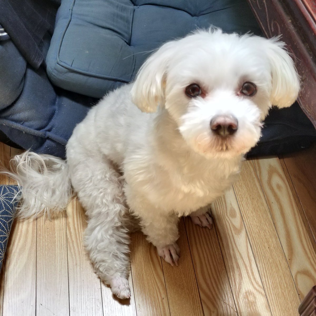 hirohiro987jp's tweet photo. ハル君、最近座り方変じゃない？🐕
どっか痛い？
#マルチーズ #犬のいる暮らし #犬好きさんとつながりたい #秋の犬散歩 https://t.co/CojlGNTHMK