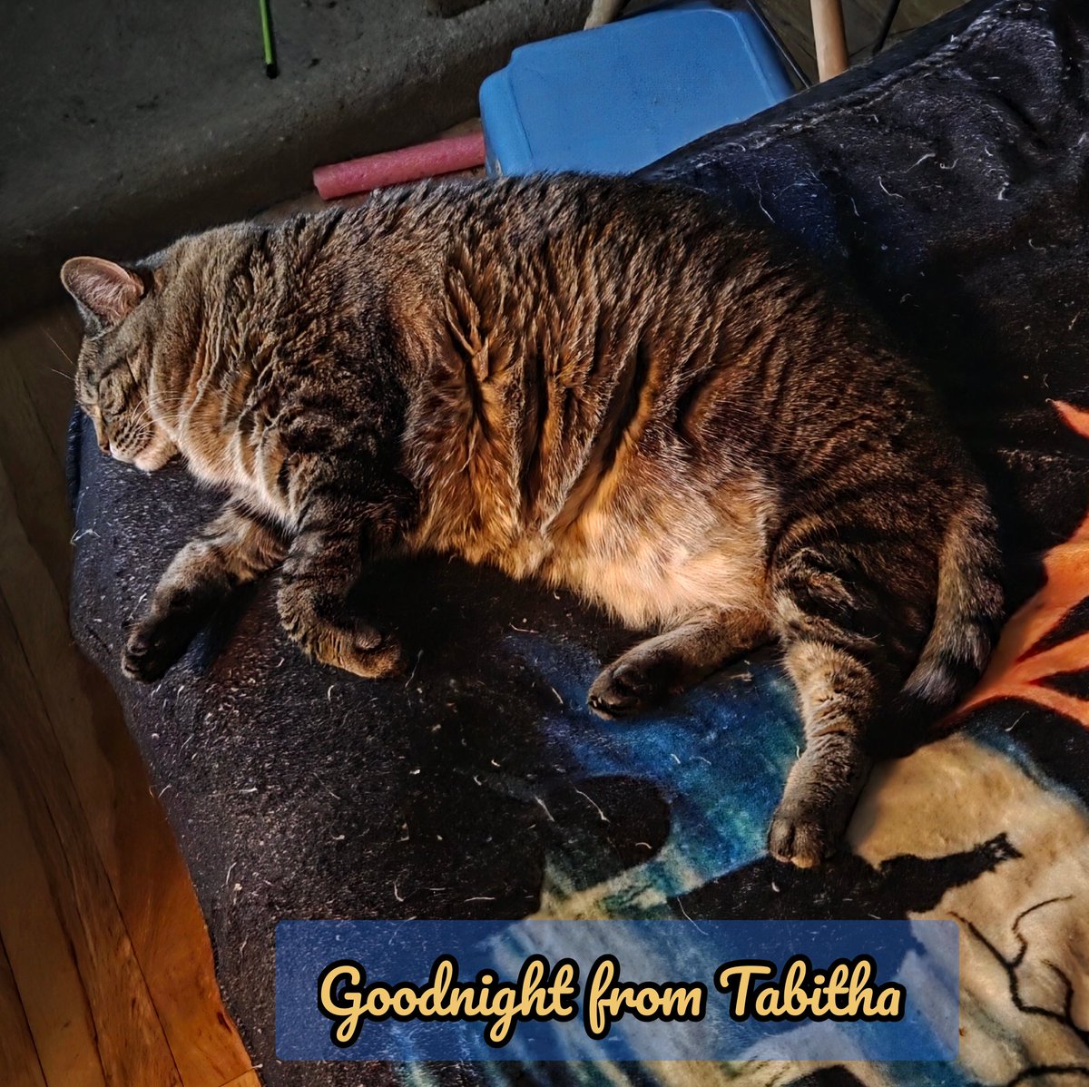 Goodnight from Tabitha 💗