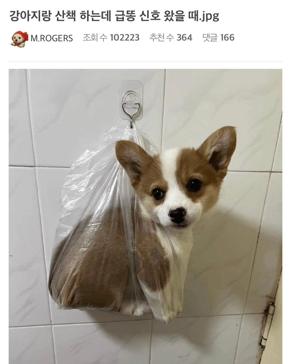 동물짤 모으는 말랭이 tweet media