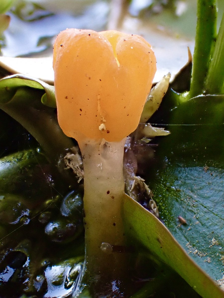 StevePa46290725's tweet image. Probably my favourite weird little fungi - Bog Beacon (Mitrula paludosa). In the New Forest today 9/4/26 #fungi