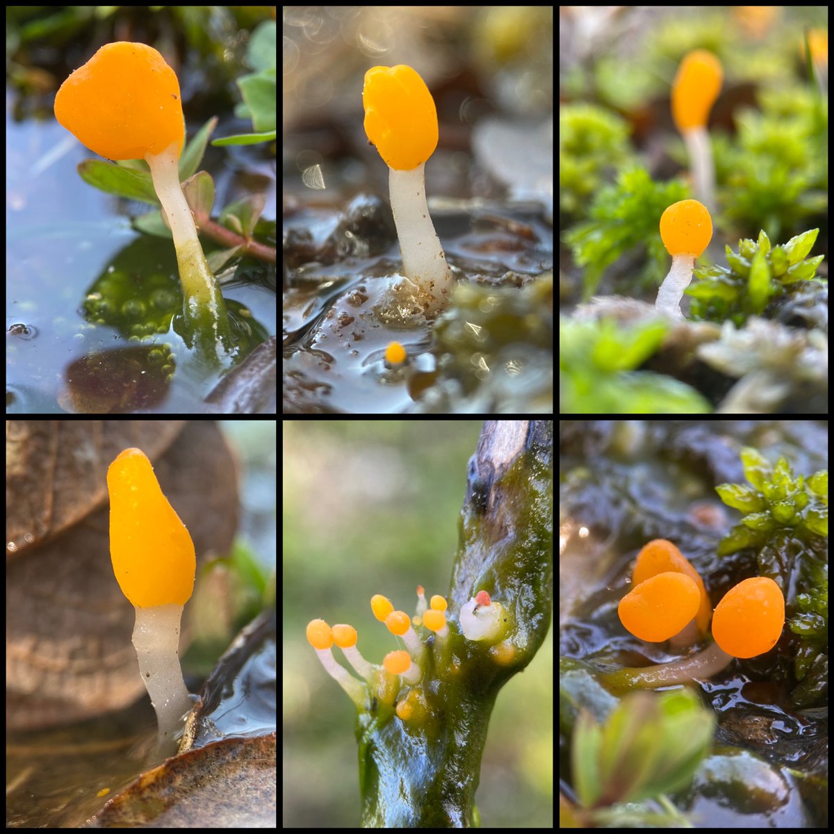 StevePa46290725's tweet image. Probably my favourite weird little fungi - Bog Beacon (Mitrula paludosa). In the New Forest today 9/4/26 #fungi