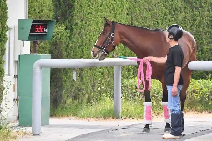 nokurixshii's tweet photo. 牝馬限定戦の馬体重発表かわいそう😢
みんな年頃の女の子なのに体重公開されてプライバシーとか無いのかな😡💢
自分の体重気にする女の子だって居たのに…💔
女の子に優しくするべき😤 https://t.co/zPMFn1s2wK