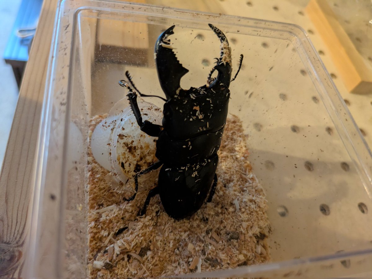 ウラぴぃ 時々 (心の聲) tweet media