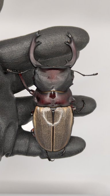 フェモラリス
90mm、91mm 