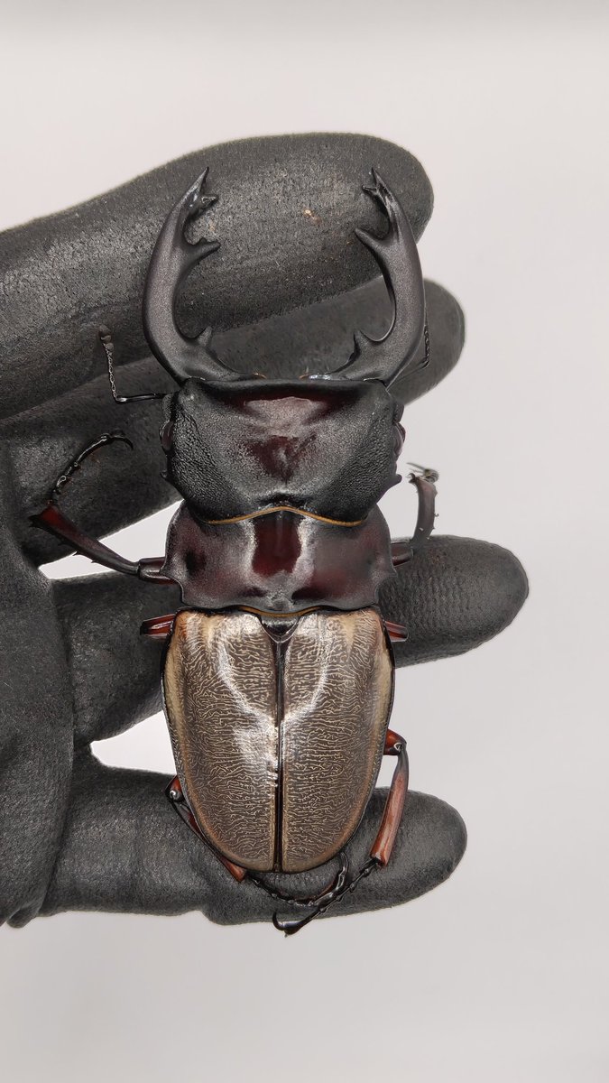 フェモラリス
90mm、91mm 