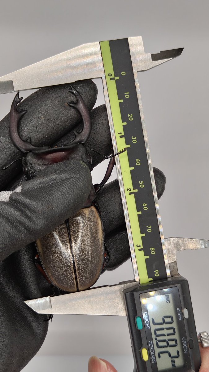 フェモラリス
90mm、91mm 