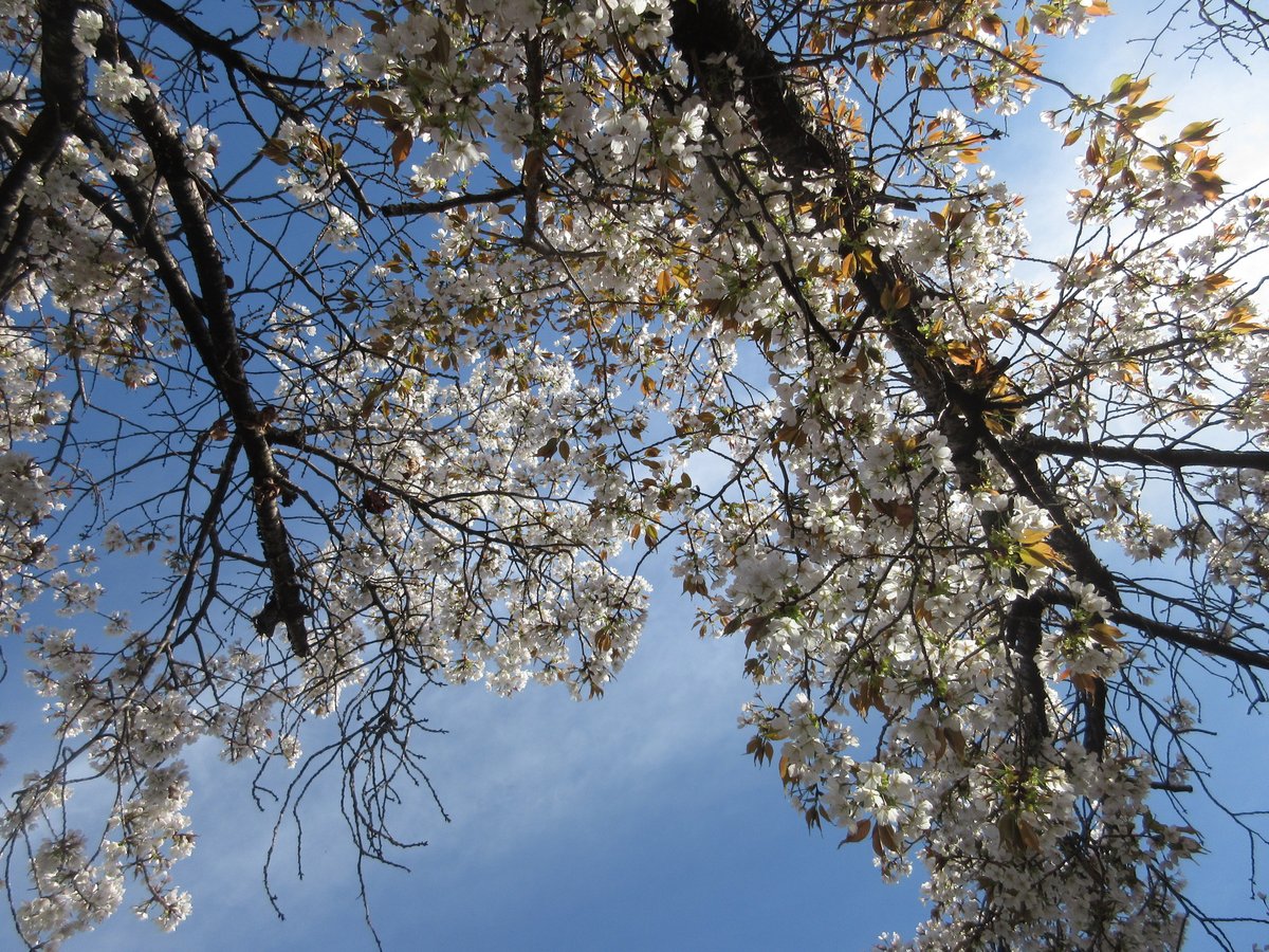 神光寺かをり▲脳梗塞▼多分低浮上▼小説めいた物を書いてます tweet media