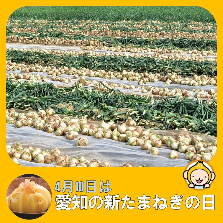 JAあいち中央（あいち中央農業協同組合） tweet media