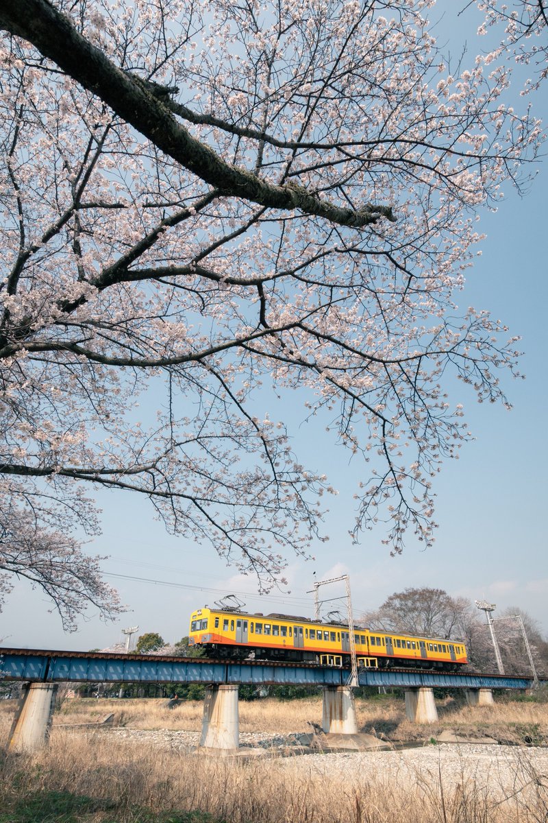 vic_9022's tweet photo. 桜 2026 https://t.co/WLifa0pSCR
