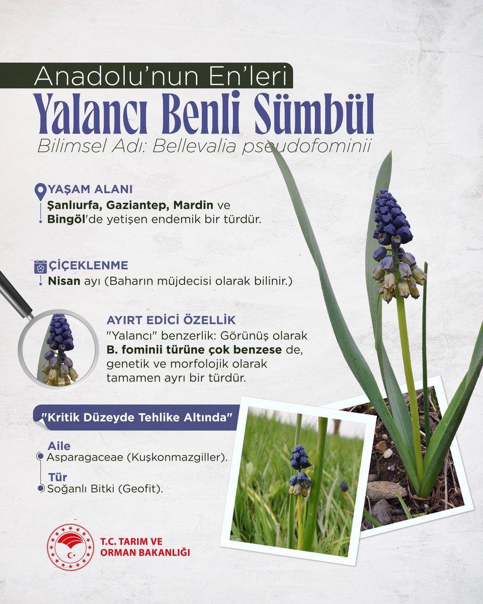 🍃 Anadolu’nun En’leri

🪻 Sadece Şanlıurfa, Gaziantep, Mardin ve Bingöl’de yetişen endemik türümüz 'Yalancı Benli Sümbül', baharın en özel müjdecilerinden biri.

🌱 Doğanın bize sunduğu bu eşsiz mirası gözümüz gibi koruyoruz.
