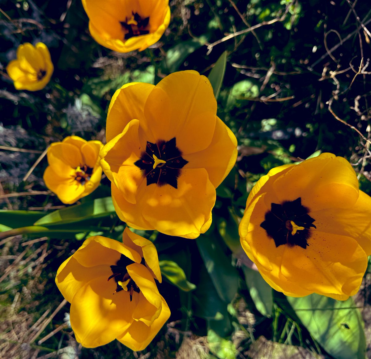 NakedGardener75's tweet image. Have a great Thursday! It’s so warm today! #thursday #SpringFlowers