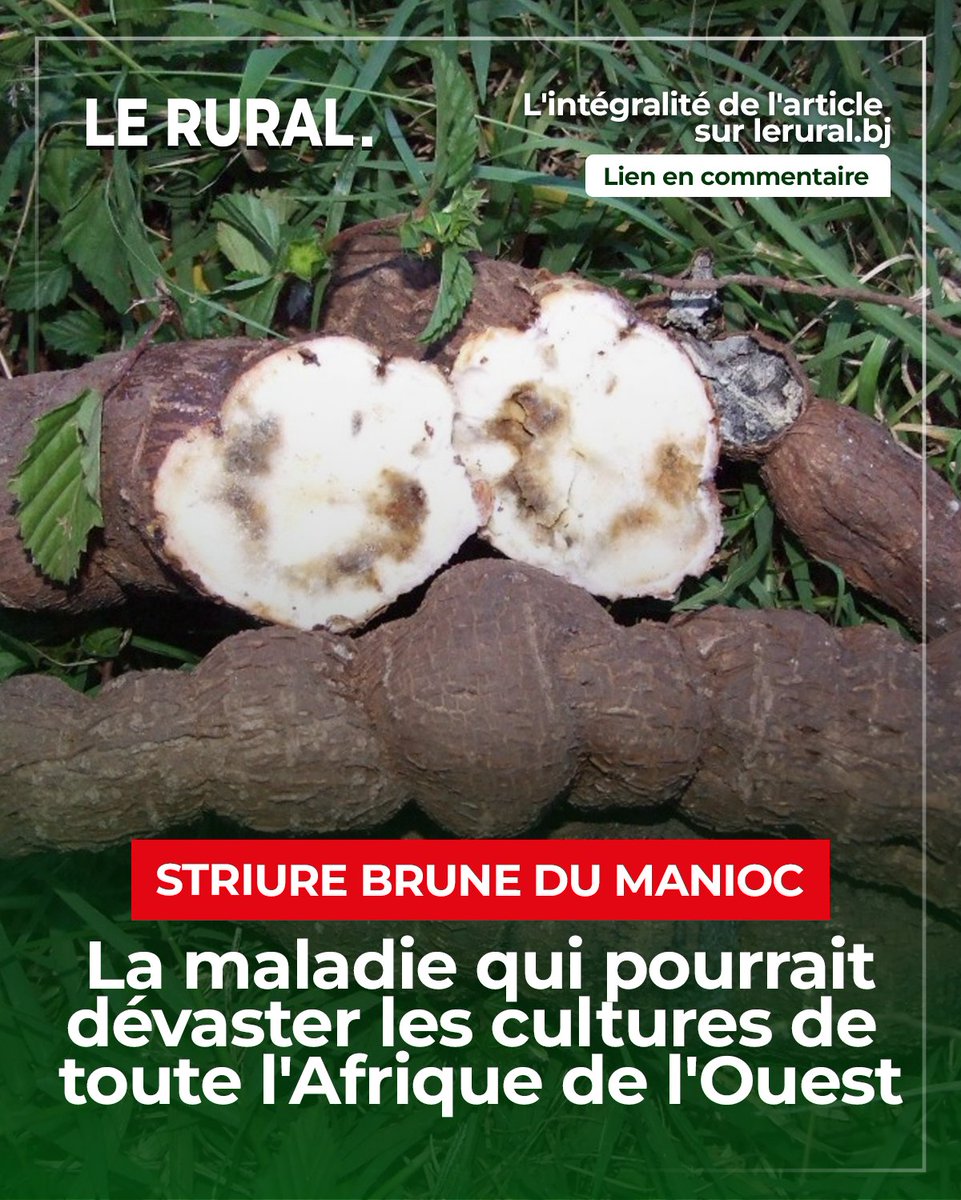 LE RURAL Officiel tweet media