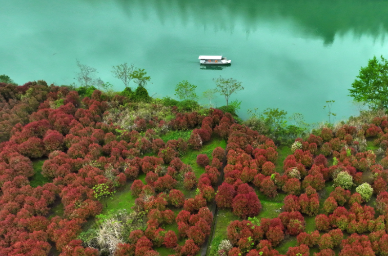 CQ_Liangjiang's tweet image. Imagine wandering through a living canvas at Apeng River National Wetland Park, 🏞️ where vibrant red photinia leaves frame lush mountains and quiet riverside cottages. 🏠 Every step feels like walking through nature’s masterpiece. 🎨 #HiddenGem 

📸 Yang Min/Visual Chongqing