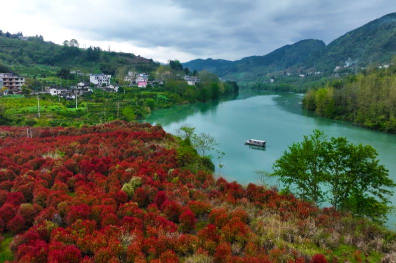 CQ_Liangjiang's tweet image. Imagine wandering through a living canvas at Apeng River National Wetland Park, 🏞️ where vibrant red photinia leaves frame lush mountains and quiet riverside cottages. 🏠 Every step feels like walking through nature’s masterpiece. 🎨 #HiddenGem 

📸 Yang Min/Visual Chongqing