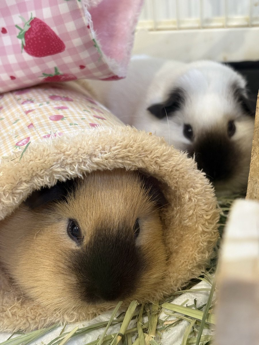 大福きなこ tweet media