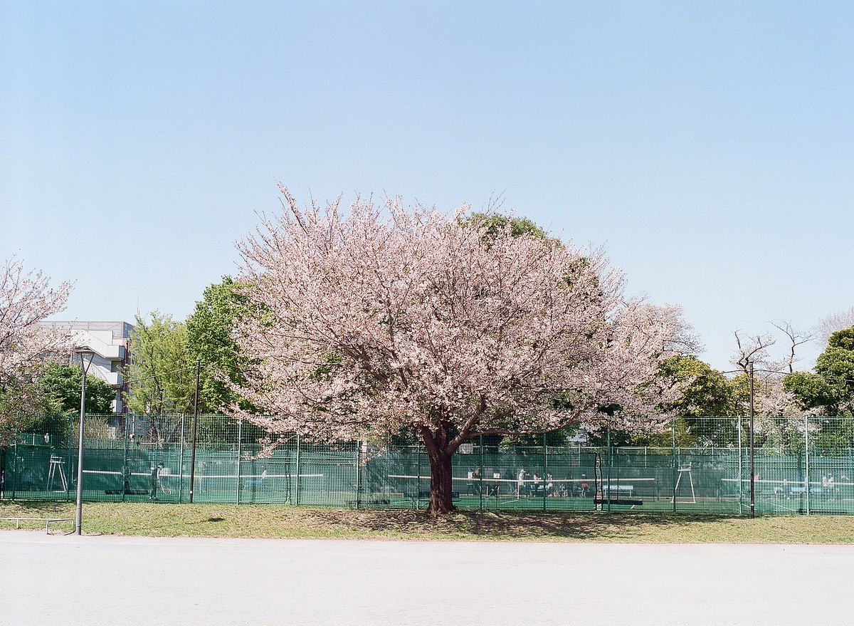 【本田寫眞】Chikashi🪼 tweet media