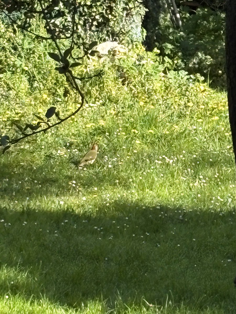 Alexandra Dumitresco tweet media