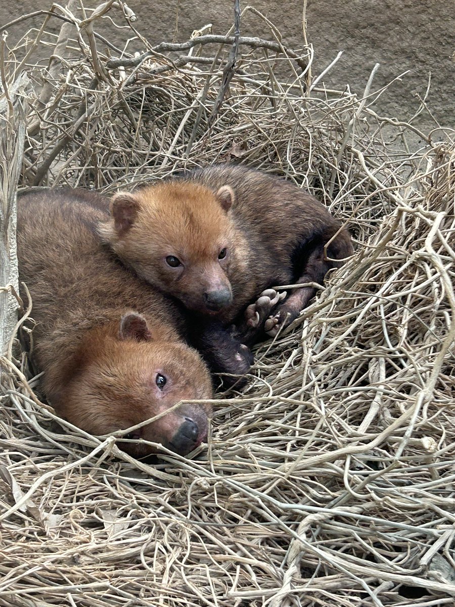 ♪♪♪ tweet media