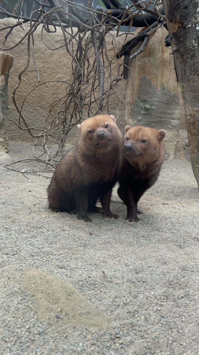 ♪♪♪ tweet media