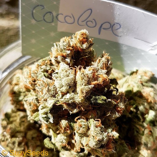 Strain of the Week: Pure Chocolope  Sativa-dominant hybrid with rich chocolate &amp; coffee notes and a lovely uplifting, creative high. Grows strong both indoors and outdoors. homegrown examples, including a great outdoor grow from Brazil. suzyseeds.com/cannabis-seeds… #feminizedseeds