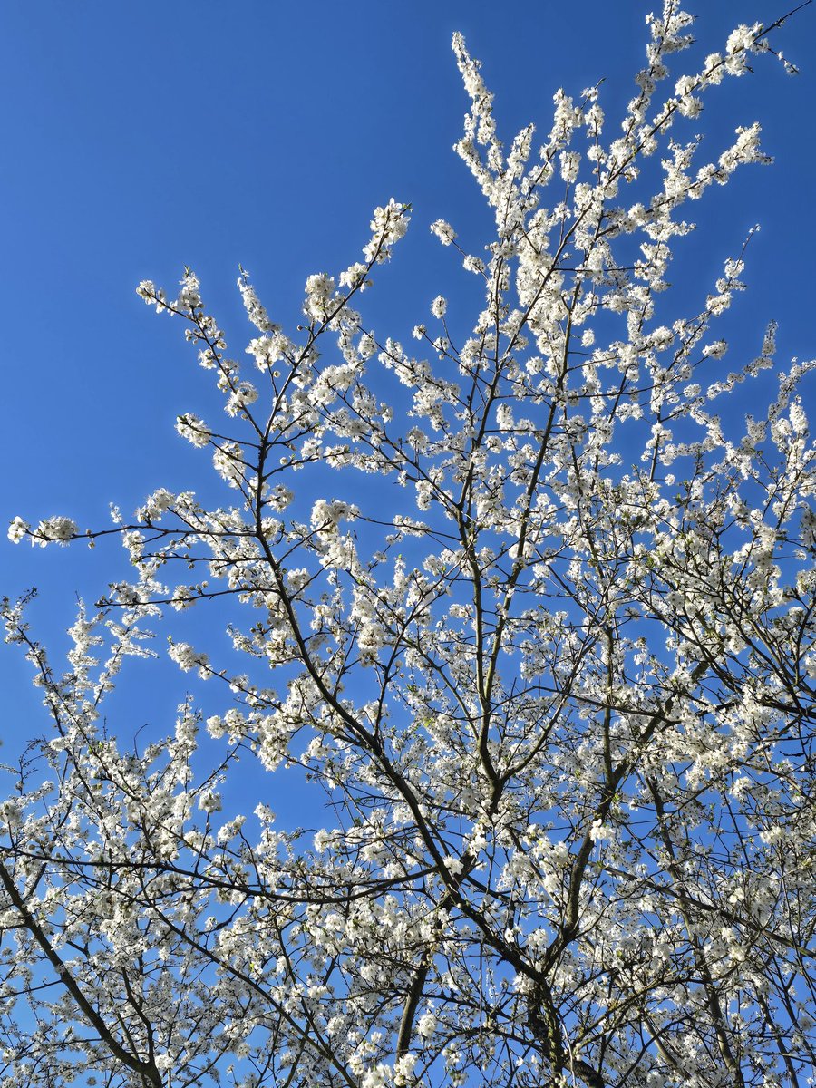 Mᡣ𐭩₊˚.⋆⁺₊ tweet media