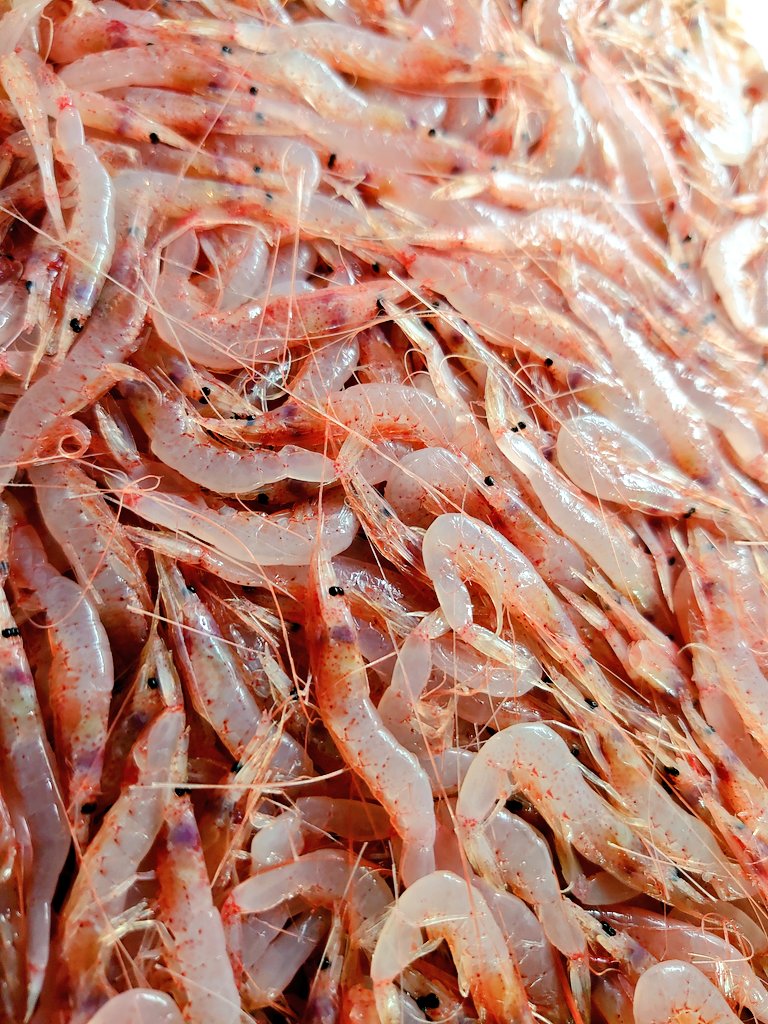 酒縁かかしオープンです!

駿河湾より【生桜海老】入荷です。

1度も冷凍していない生の桜海老は甘いですよ〜。

本日はテーブル席以外はご案内できます。

ご来店お待ちしております🙇