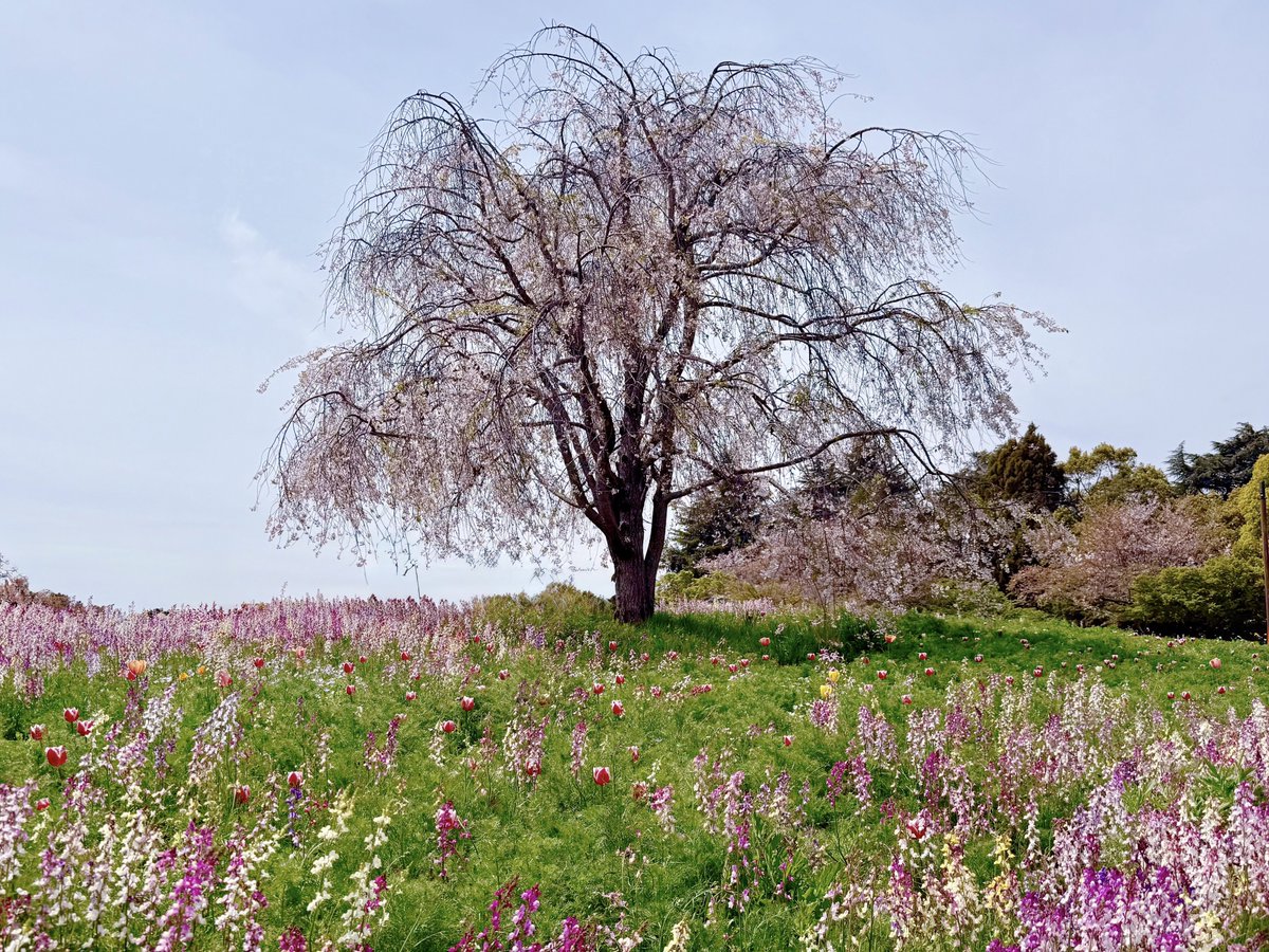 しおり tweet media