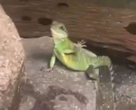 Shiro 💎 tweet media