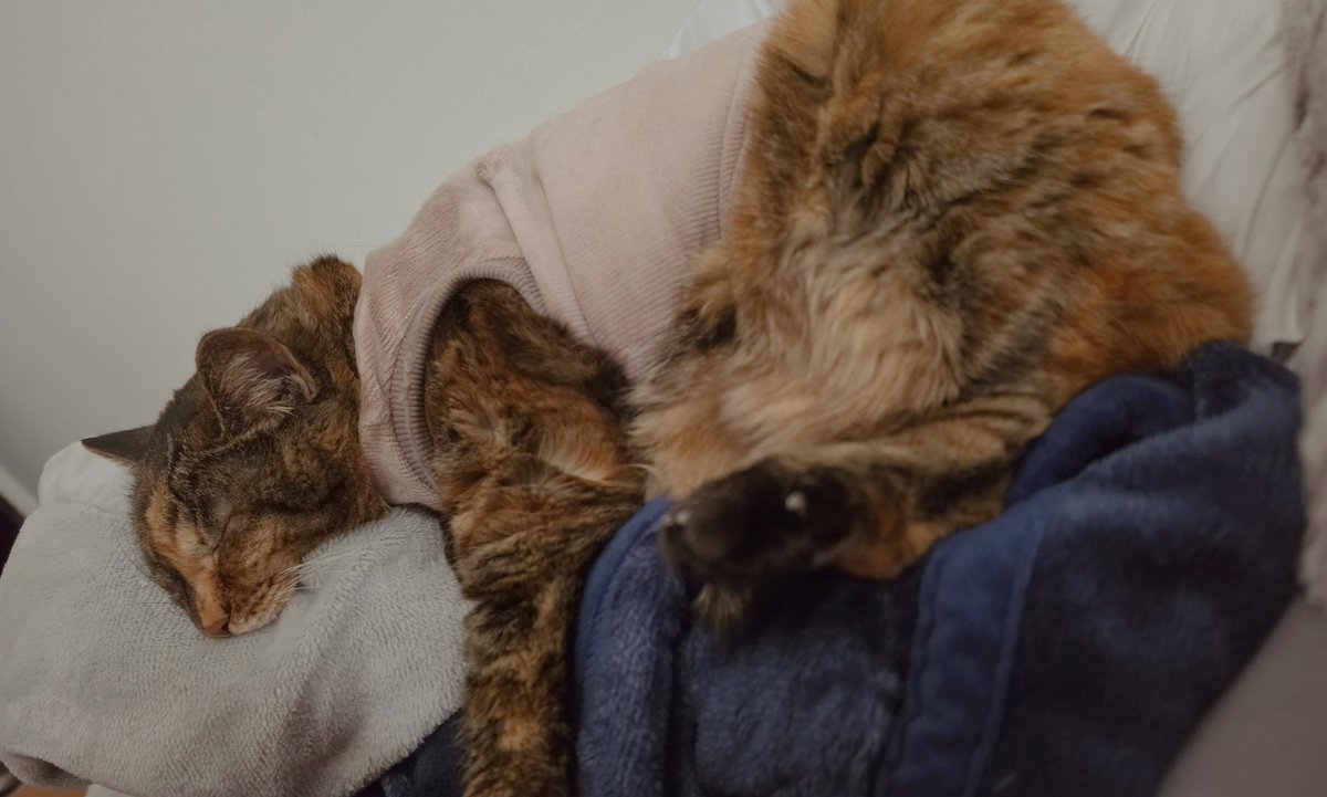 NANA@垢凍●しました tweet media