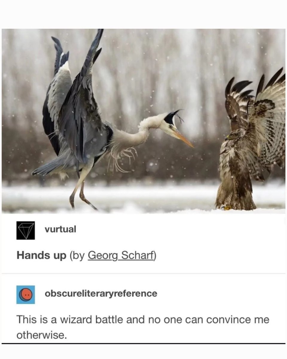 Memedroid's tweet image. Wizard battle #birds #memes #wizard #animals #funny