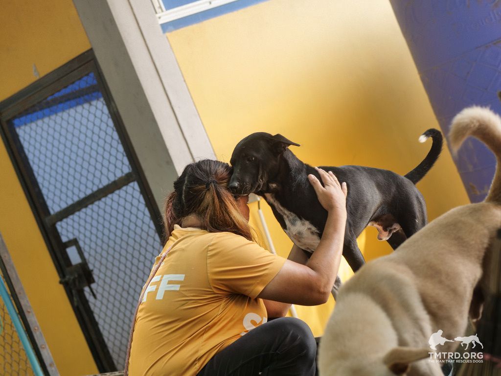 TMTRD - The Man That Rescues Dogs Foundation tweet media