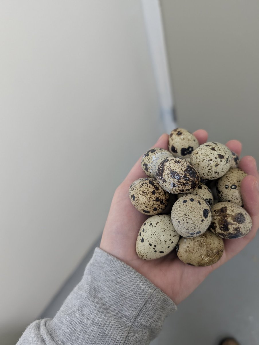 Achinoam Blau 🦔 tweet media