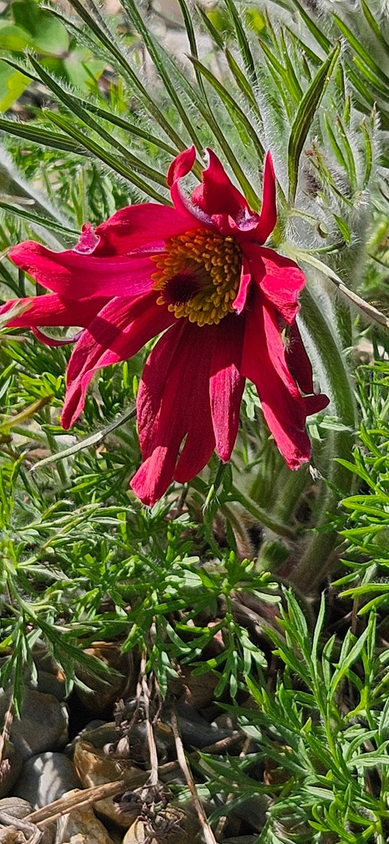 Hardy Plants Staffs tweet media