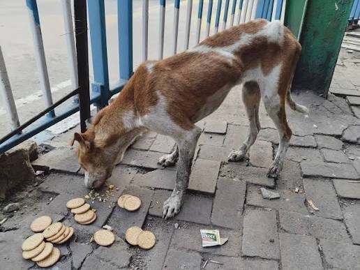 skrabhiraju2013's tweet photo. We have started small NGO, Keep A Dogs Afloat: Helping stary dogs. We are taking care of stray dogs, providing food, shelter to these lovely dogs. We need your small help to sustain this . Do donate on the QR code so that we can maintain the good work. Hope we will get support https://t.co/tg1qrZNIF7