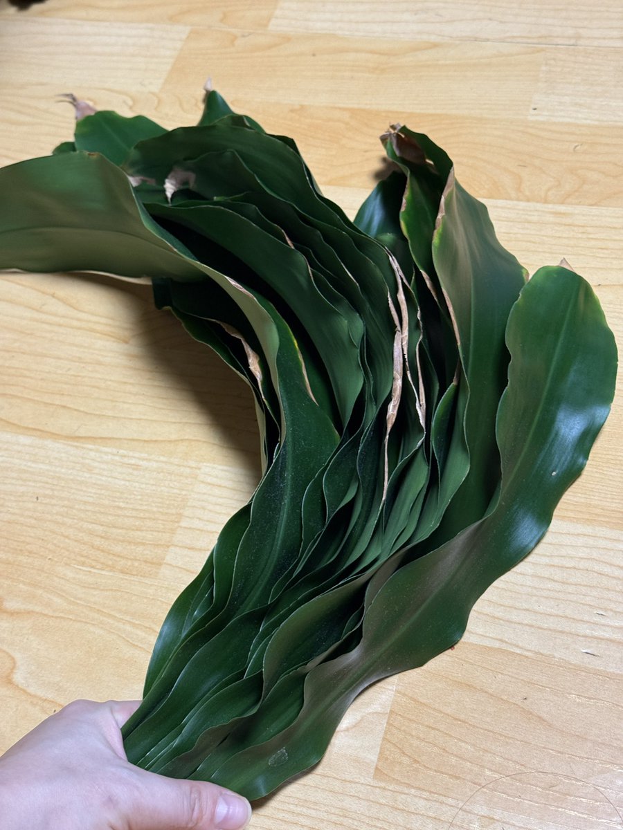 원옼부락내한기원🫠뤰 tweet media