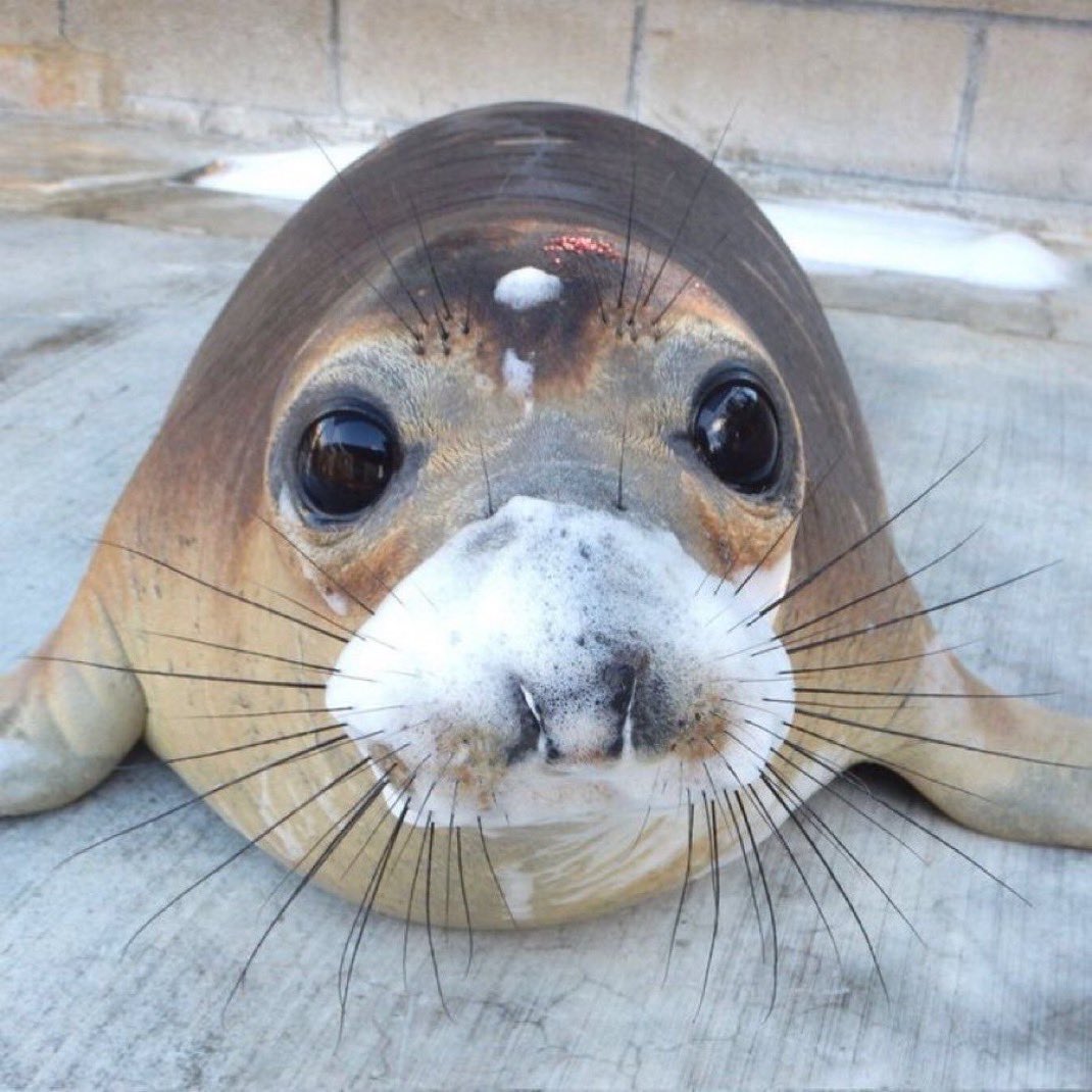 Herbuurna 🦭🇵🇷 tweet media