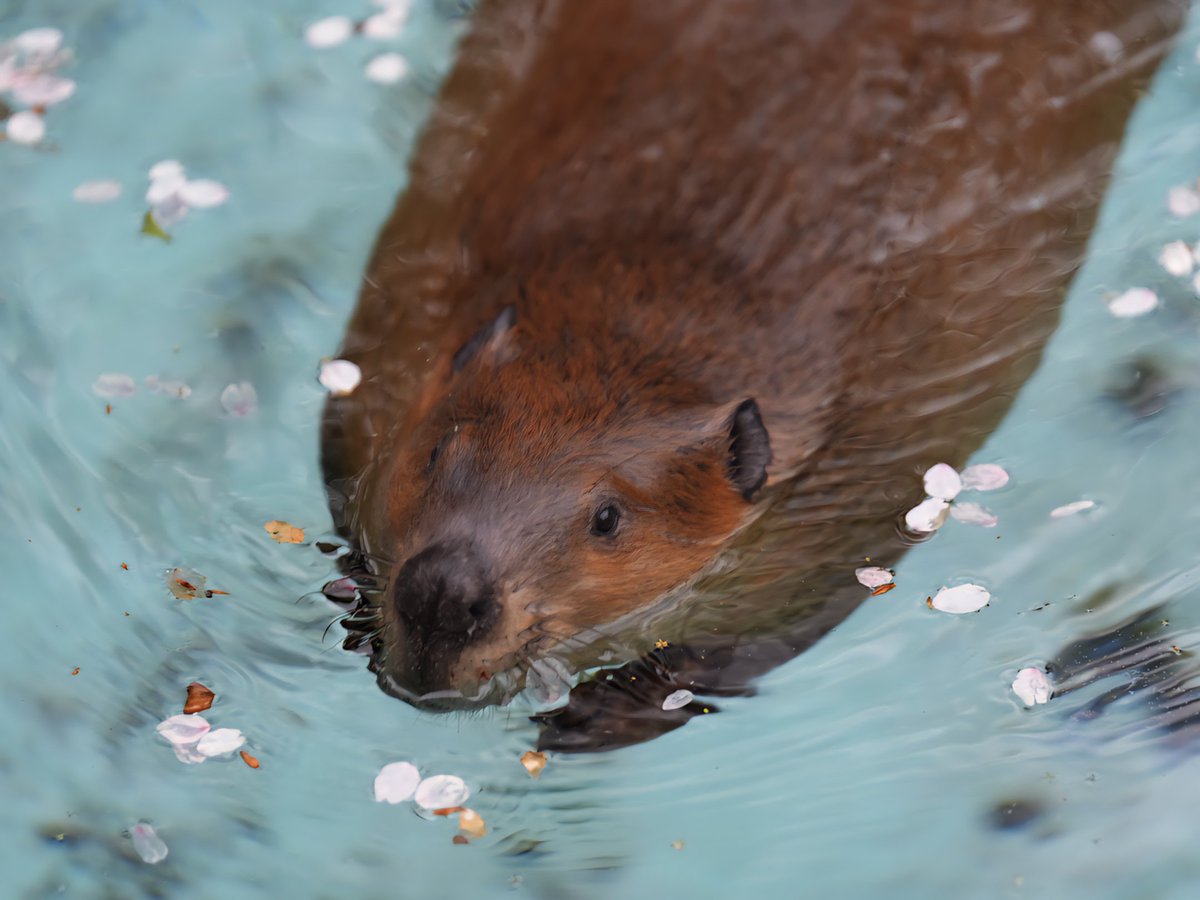 cotsubu4's tweet photo. 桜🌸プール♬*゜
ギリギリ!!?😂
(2026.4.9📷)

#アメリカビーバー　#beaver
#すやすや
#羽村市動物公園
#ヒノトントンzoo https://t.co/UZAxHufInJ