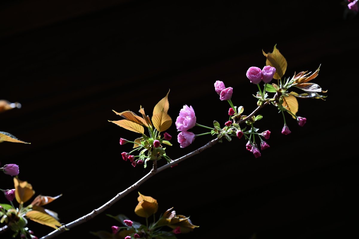 kensukevr6 tweet media