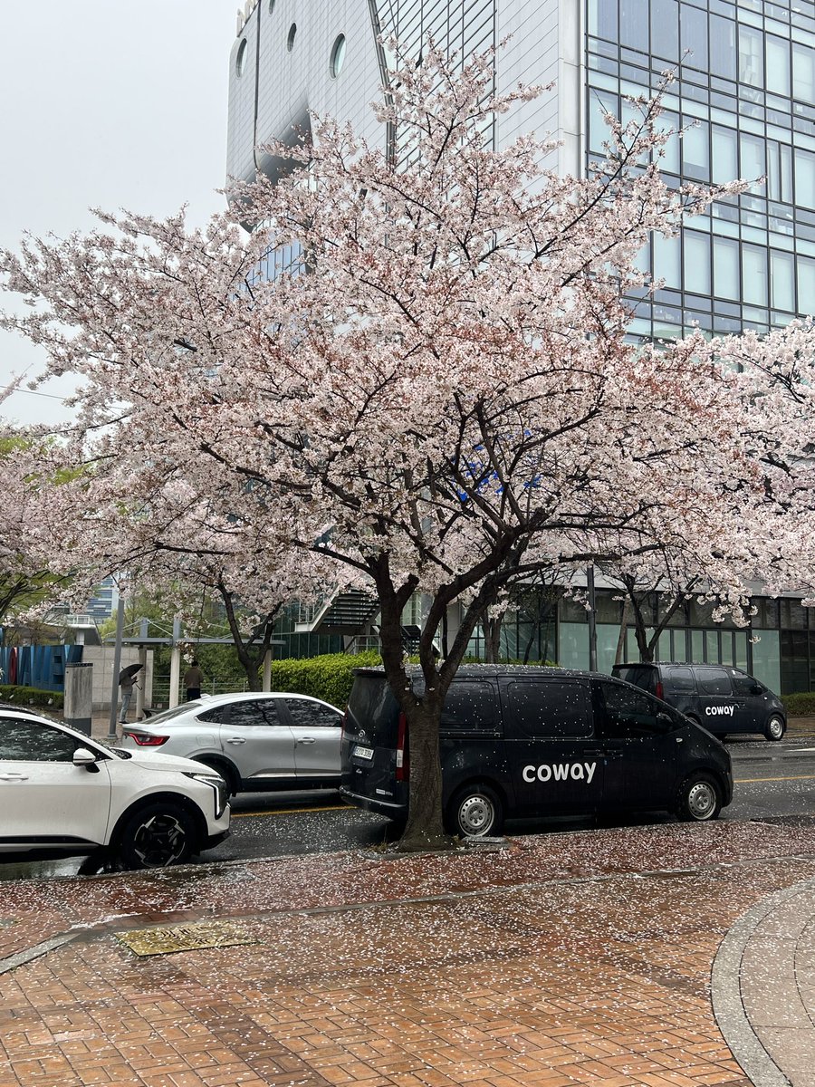 YMQ116's tweet photo. 雨天的樱花也是蛮好看的 https://t.co/9mcQUIU9mF