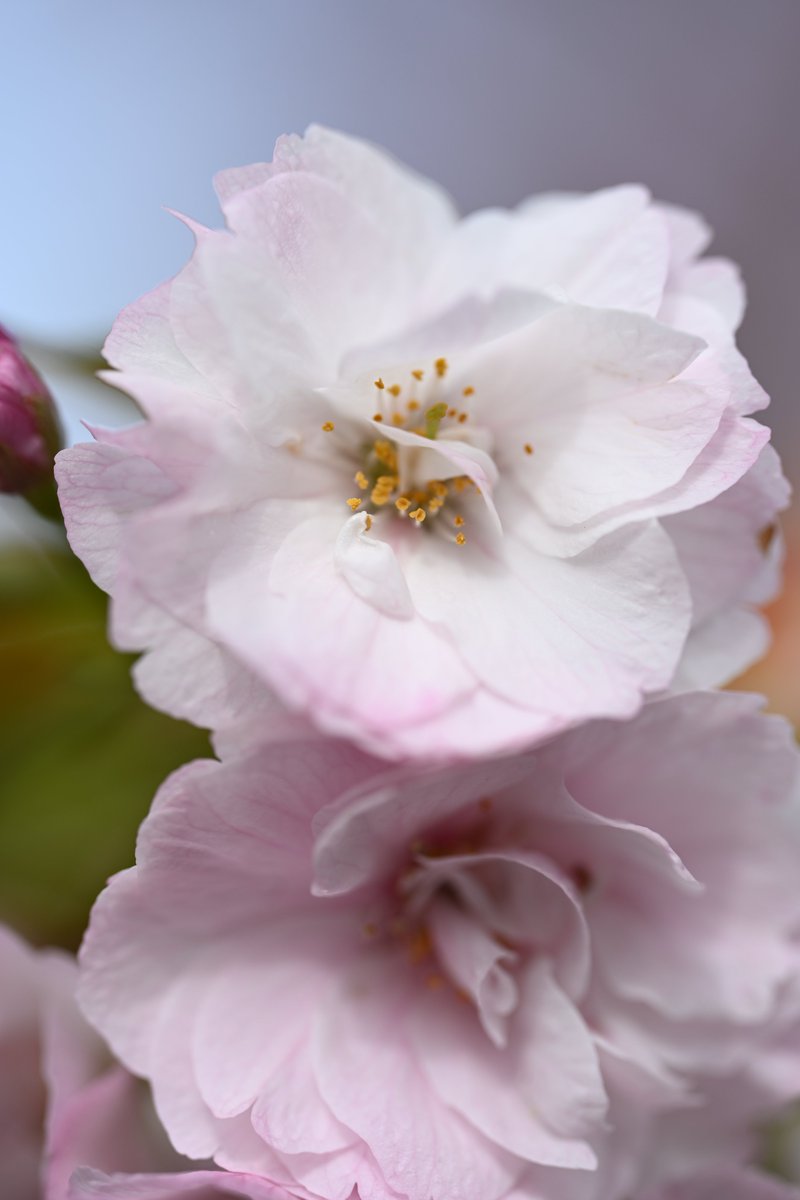 kensukevr6 tweet media