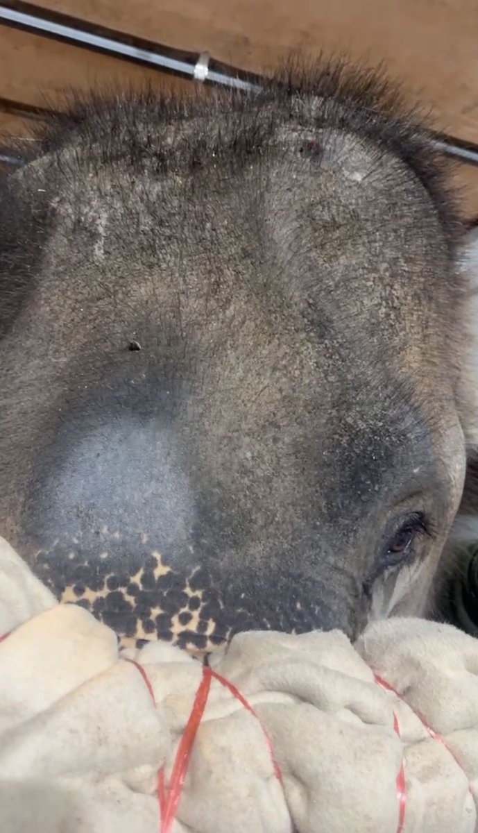 timothysykes's tweet photo. CHECK OUT MY @KARMGAWA ELEPHANT RESCUE LIVE RIGHT NOW https://t.co/nC4955SBI7 PRETTY AWESOME THAT SHE'S BEEN IN CHAINS FOR 45+ YEARS AND NOW ABOUT TO GO FREEEEEEEE WITH LEK AT ELEPHANT NATURE PARK, THIS IS THE LONG 15+ HOUR DRIVE TO FREEDOM HAPPENING RIGHT NOW!@@! https://t.co/8kZgnrfr8d