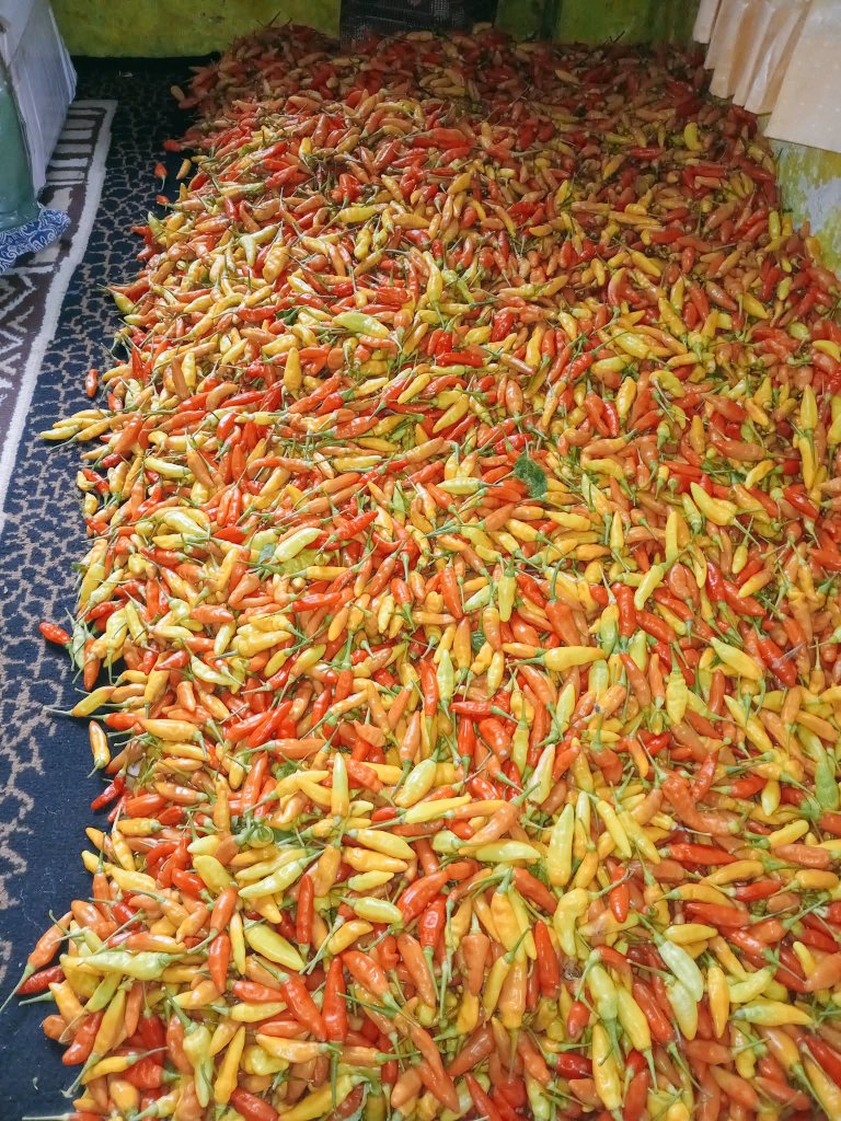 Zephys | Bael Calls tweet media