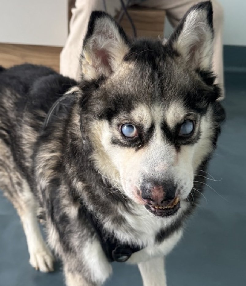 Buck
#NewDogontheBlock 
nycacc.app/#/browse/250005 
#AdoptMe 

This 10yr old #SeniorGent is sweet, social 

His teeth hurt, he can barely see; all he hears is the chaos of hell 

#FosterMe 
#Pledge4Rescue