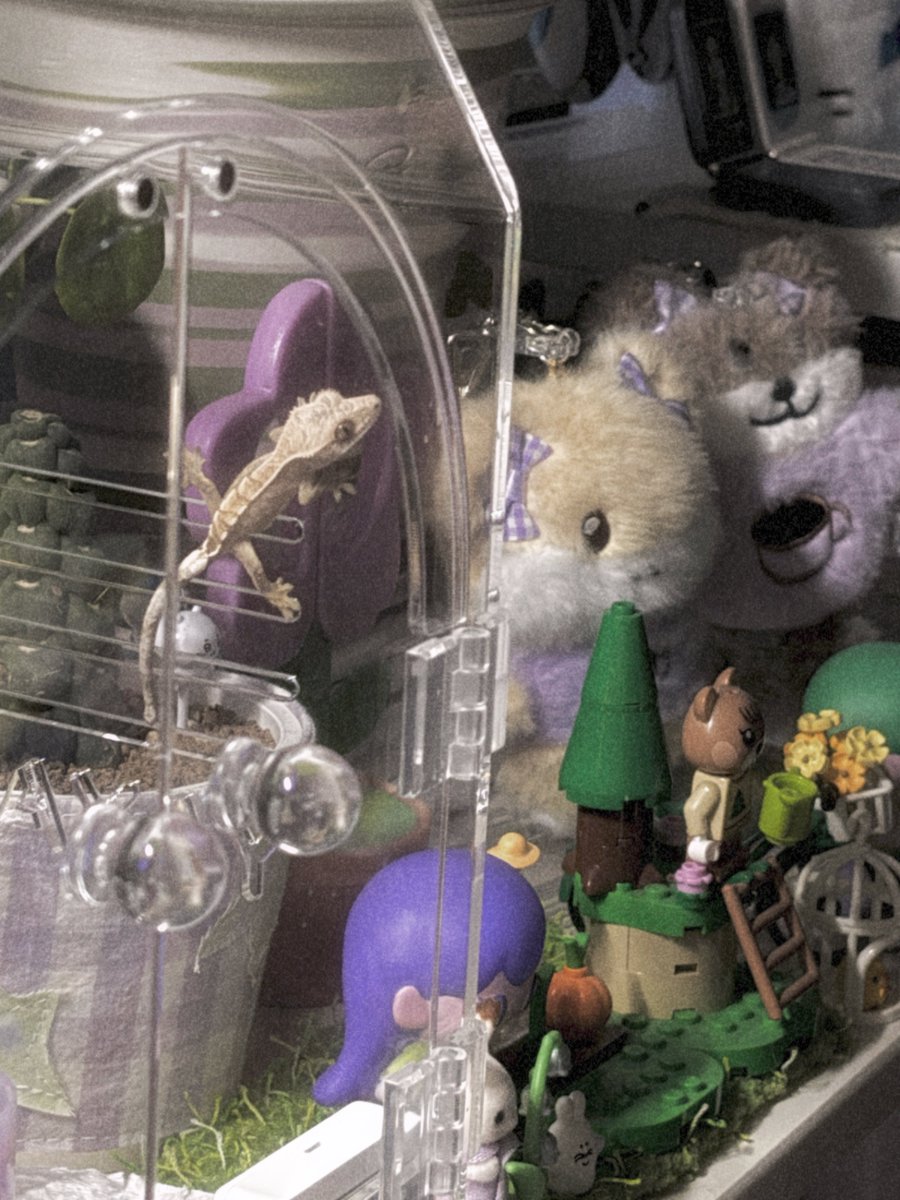 캔디 キャンディ tweet media