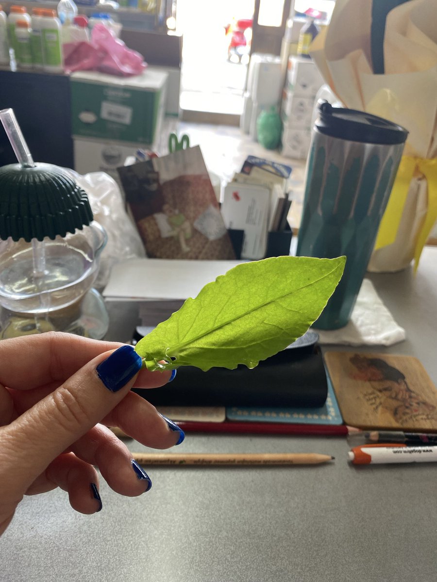 Bunun kuzu kulağı olduğundan emin miyiz yaaa çok ekşiii😝