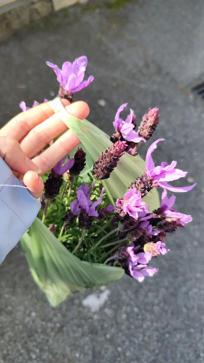 lunaelupo7's tweet image. La lavanda arriva dal campo, pronta a diventare calma e profumo 💜
#oliessenziali #benessere #lavanda #naturopatia