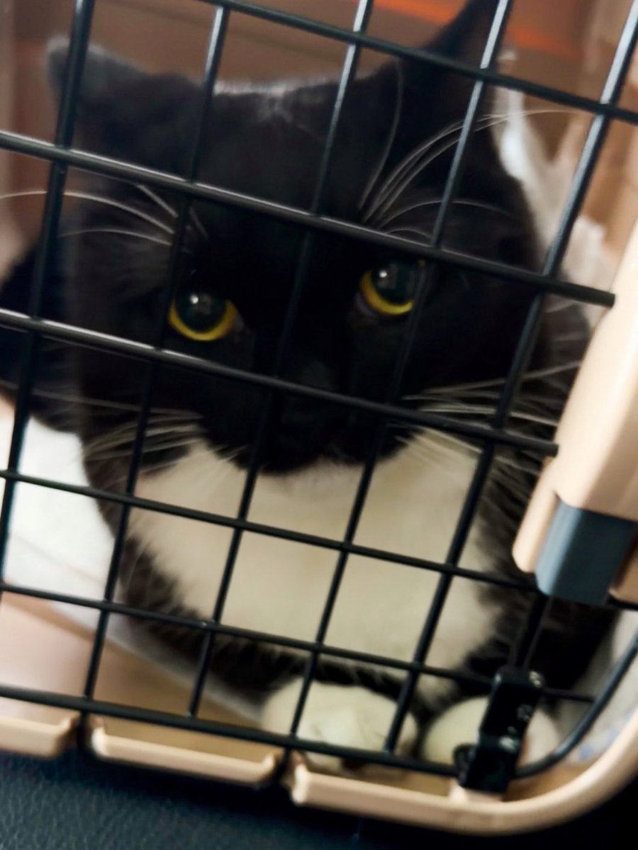 I'm Uni :3 tweet media